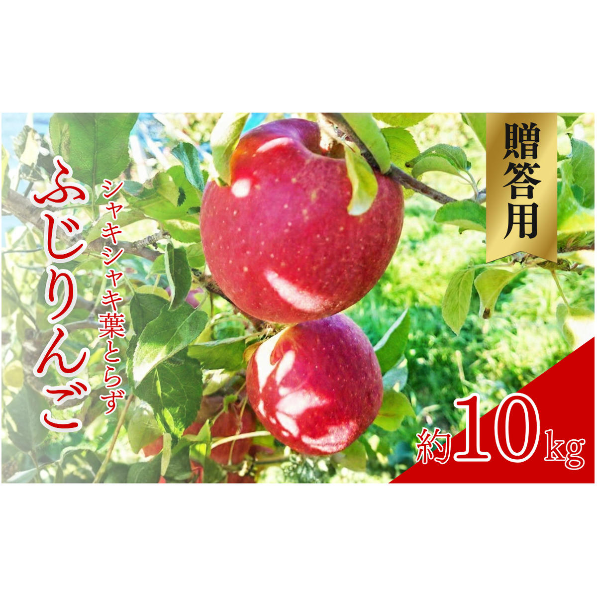 【2026年産】 シャキシャキ葉とらず ふじりんご 約10kg 特別栽培農産物 長野県産 りんご リンゴ フルーツ 果物 おやつ デザート 信州 上田 贈答用