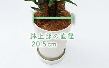 2025年3月上旬～発送【観葉植物】ユッカ・エレファンティペス70cm～90cm(鎌ヶ迫園芸場/014-1490) 南国鹿児島県で育った 観葉植物！植物 鉢付 インテリア 室内 オフィス おしゃれ プ