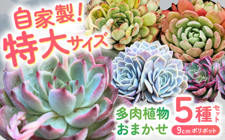 多肉植物 9センチポット 大型苗 デカベリア エケベリア おまかせ 5種セット  【mucca】[ATHD003]