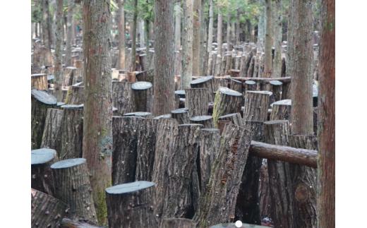 中尾さんちの乾椎茸 中 原木栽培 普通サイズ 100g 1袋 干しシイタケ / SAC中尾 椎茸屋 0787