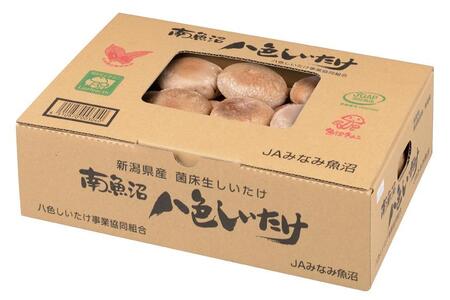 厚いにもほどがある「八色しいたけ」