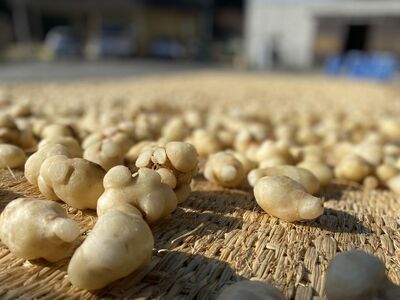 菊芋漬け満喫詰め合わせ(粕漬・赤味噌漬・田舎味噌漬)(各二袋)【1306936】