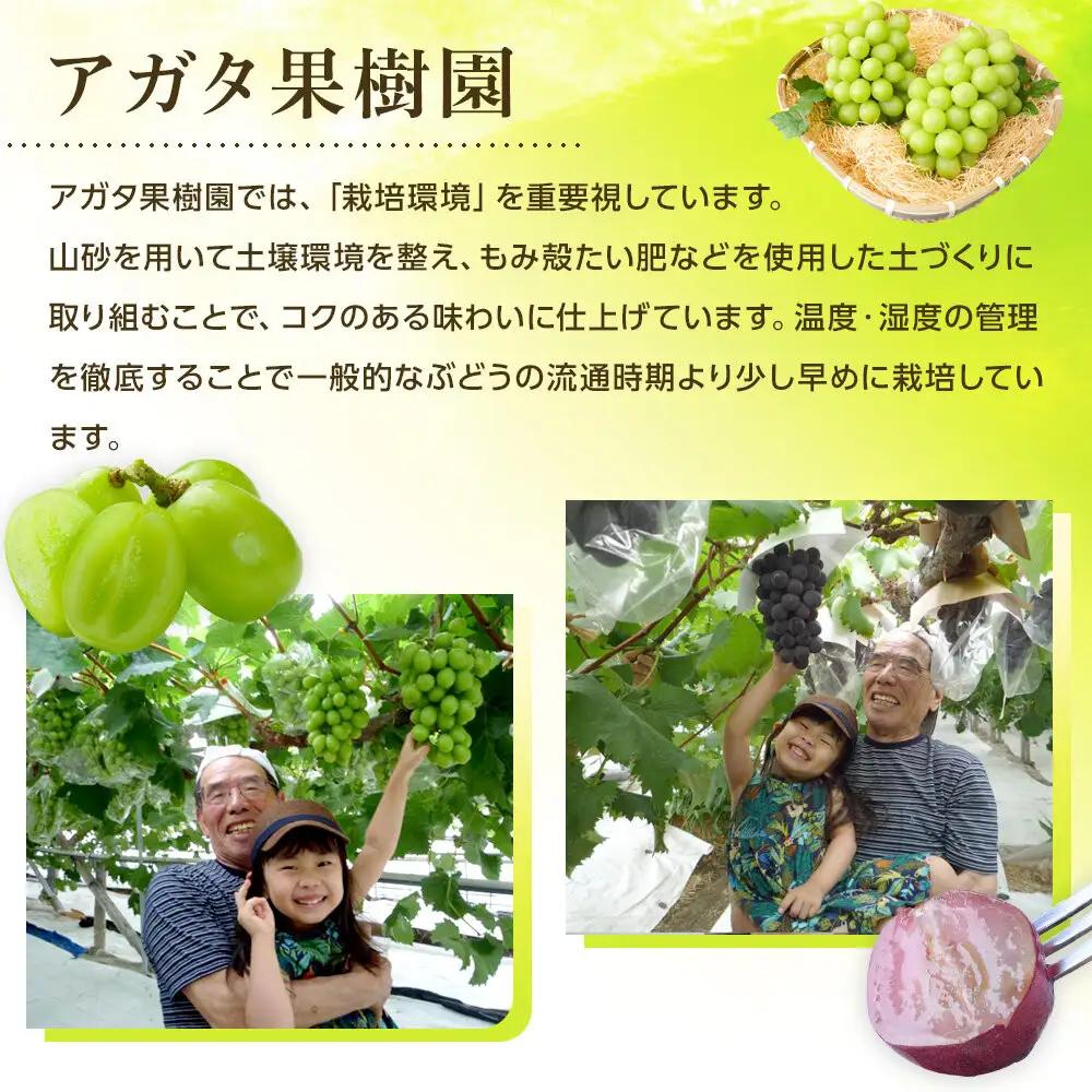 ＜2026年度＞【貝塚市産】ご家庭用シャインマスカット 約2kg（2～3房）ブドウ葡萄果物フルーツ果物