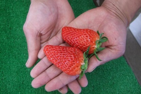 【42001】【先行予約】米村農園「大粒いちごA」 9～15粒程度×2セット 発送は2027年2月以降