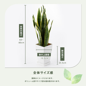3月上旬～発送【観葉植物】サンスベリア・ローレンティー60cm～80cm(Green Base/014-1410) 観葉植物 南国鹿児島県で育った 観葉植物！植物 鉢付 観葉植物 インテリア 観葉植物