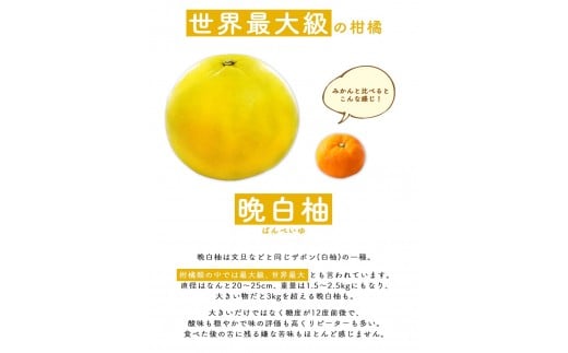 晩白柚スイーツセット ゼリー プリン はちみつドリンク 道の駅竜北 《60日以内に出荷予定(土日祝除く)》---sh_michisweetset_60d_21_13000_3s---