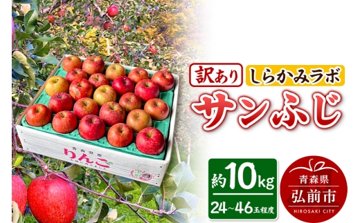 【25年12月～発送】りんご サンふじ【訳あり】約10kg しらかみラボ