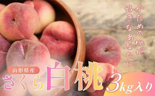 【2026年9月発送】 希少品種 さくら白桃 3kg FSY-2778