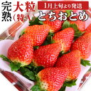 【ふるさと納税】 《 2025年1月上旬発送開始 》 完熟 とちおとめ 約280g×2～4パック 国産 いちご イチゴ 苺 果物 フルーツ 茨城県産 KEK