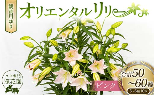 ユリ専門＜深花園＞観賞用ゆり オリエンタルリリー ピンク 5~6輪 10本  植物 フラワー 花 F23R-529