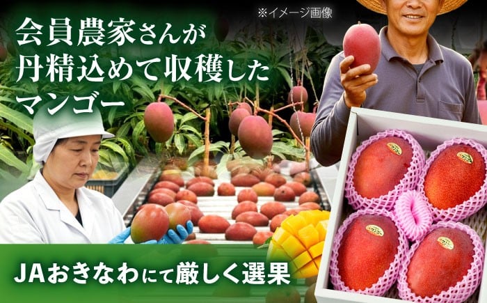 【2026年発送 先行予約 】訳あり 完熟マンゴー 約1.5kg (3〜6玉入) マンゴー 2026 訳あり 沖縄 マンゴー 