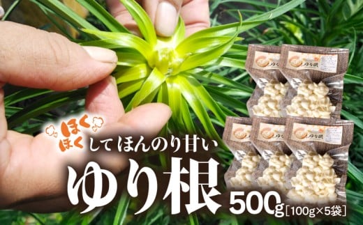 2352 ほくほくしてほんのり甘いゆり根 500g（100g×5袋）　KN082-001-05