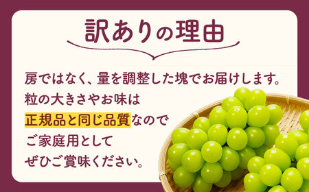 先行予約 訳ありこだわりのシャインマスカット約600gぶどう葡萄シャインマスカットZFO008