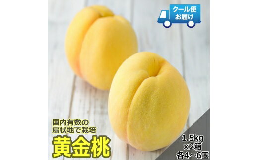 【ふるさと納税】＜2026年発送先行予約＞クール便 収穫当日に発送 【黄金桃】1.5kg×2箱（各箱：4～6玉） ALPDG003