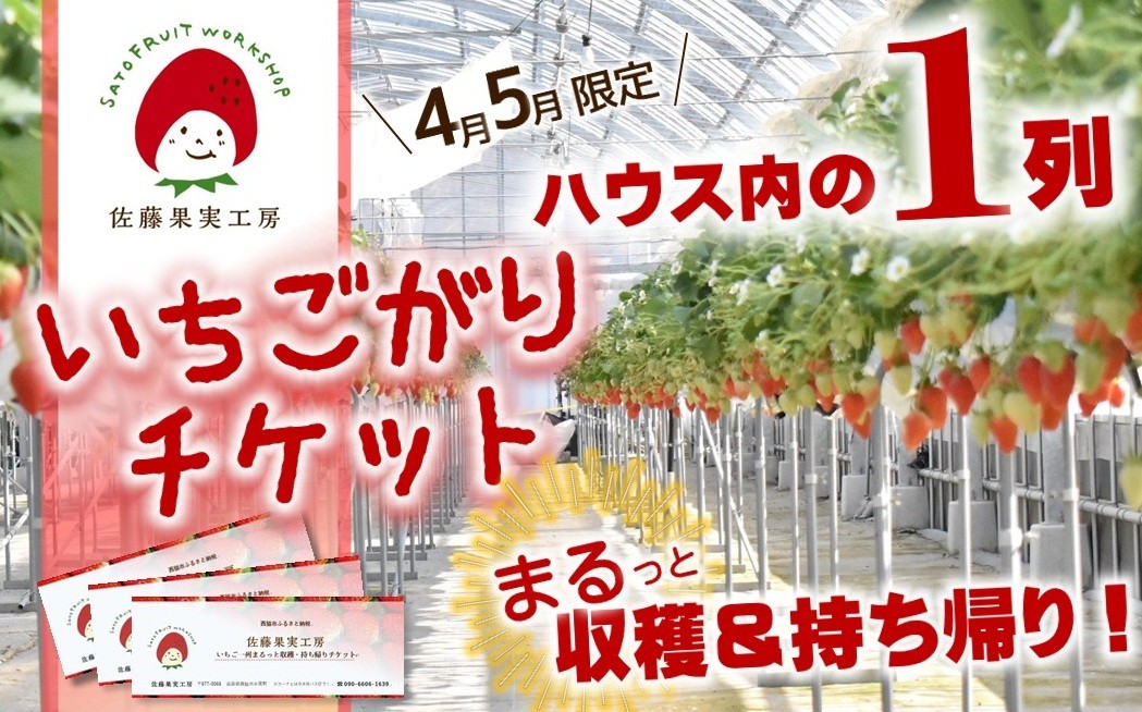 
                  佐藤果実工房のいちご大人買い！【４・５月限定】いちご狩りチケット　ハウス内の１列まるっと収穫＆持ち帰り
                