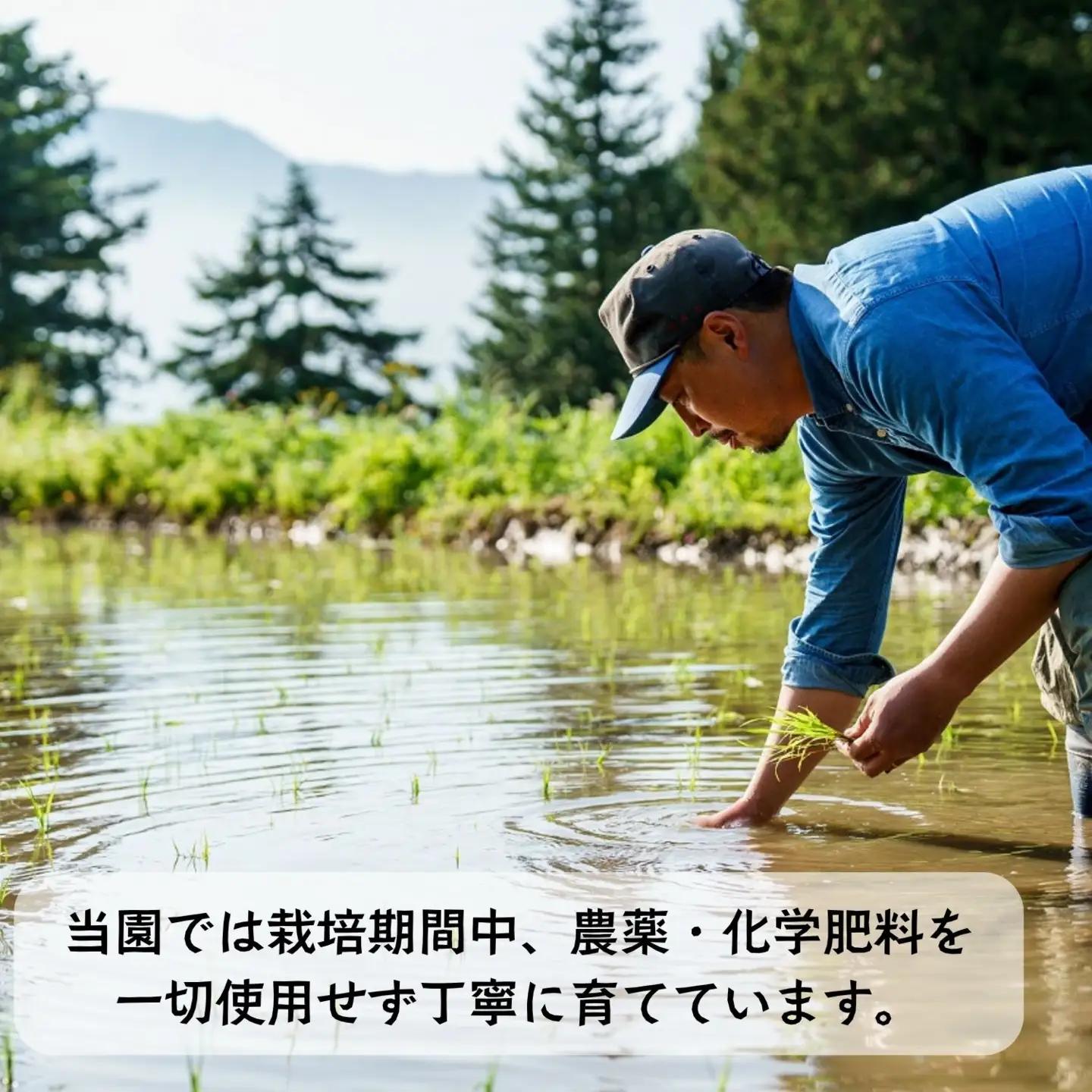 精米7分つき 【4.6kg】 令和7年産 ササシグレ 長野県産 【やよい農園】7-89