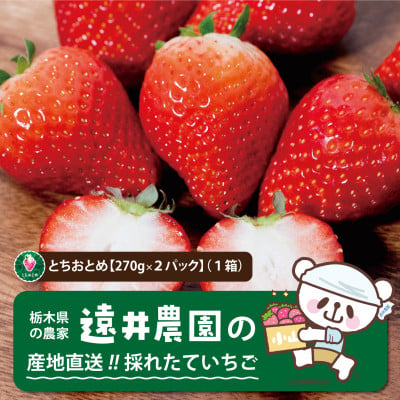 
産地直送!!栃木県遠井農園の美味しいとちおとめ＜270g×2パック(1箱)＞【1518938】
