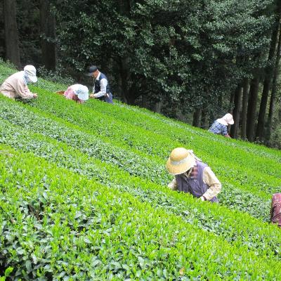 ふるさと納税 川根本町 生粋川根茶(16)澤本園の「茶心・千寿百楽・川根大はしり・大はしり・八十八夜摘」100g袋×5本 |  | 01