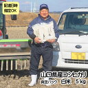 【ふるさと納税】【真空パック】コシヒカリ 白米 5kg　令和5年産　a9-1　配達日指定可能　配達日指定可　真空パック