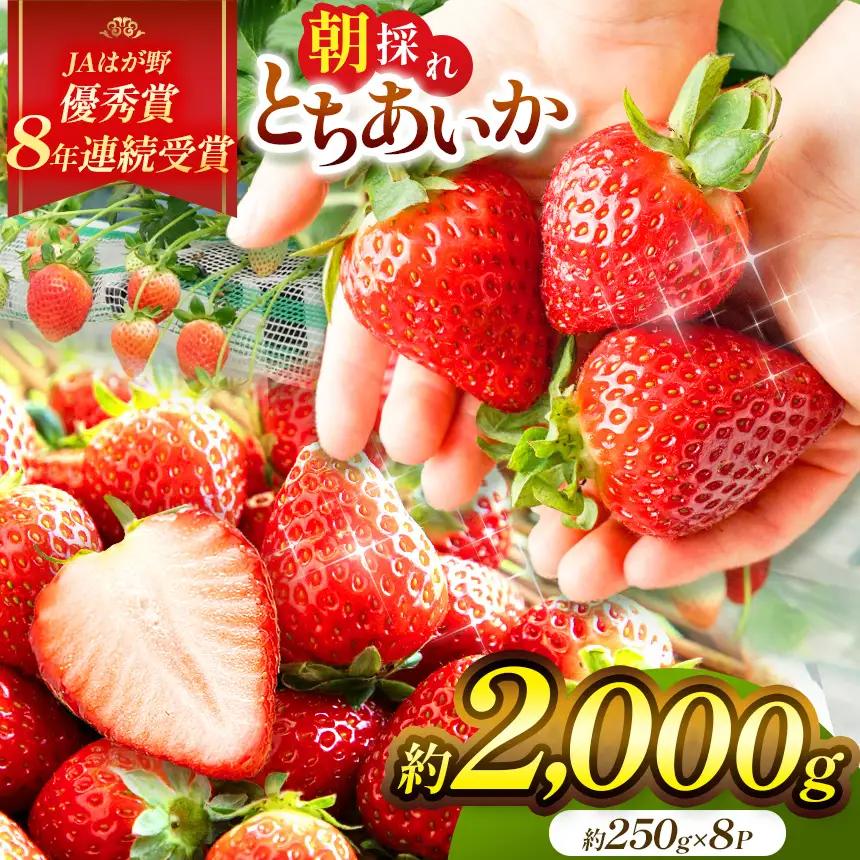 いちご　とちあいか　250g×8パック【2027年 先行予約】 朝採れいちご 