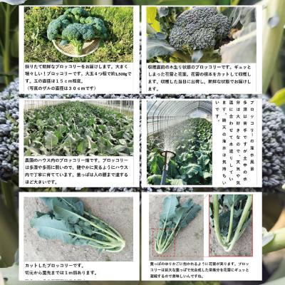 ふるさと納税 大館市 採りたて新鮮!ブロッコリー 約2800g |  | 01
