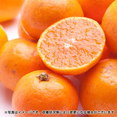 ふるさと納税 和歌山市 【発送月固定定期便】季節の柑橘定期便B【フルーツ定期便】【和歌山県有田】全3回 |  | 03