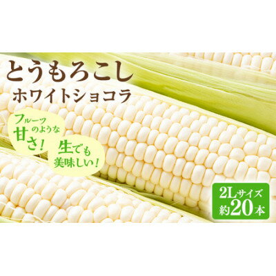 【ふるさと納税】【2026年先行予約】富良野産ホワイトとうもろこし　ホワイトショコラ計20本【配送不可地域：離島】【1678461】
