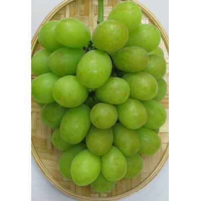 【ふるさと納税】【出荷増大記念・感謝企画】ご家庭用シャインマスカット　約1.3kg以上(2～3房)【配送不可地域：離島・北海道・沖縄県】【1697667】