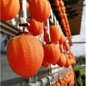 【市場ではお目にかかれない縁起物】幻の霜降り柿 最大糖度50度オーバー2025年1月下旬より発送【1466851】