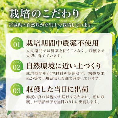 ふるさと納税 宮城県 【宮城県産】生青唐辛子 龍の尾 1kgセット(500g×2袋)激辛韓国品種 西根の森|太良衛門 |  | 03
