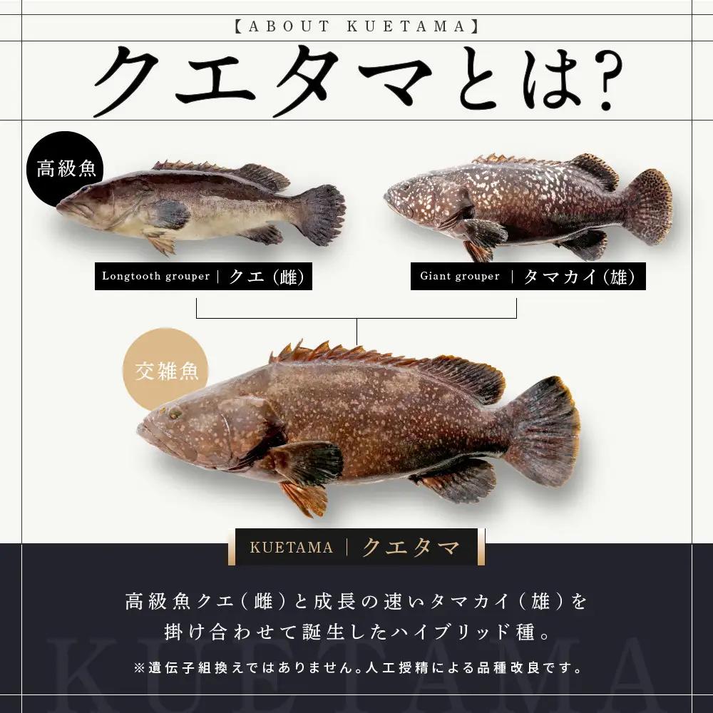 近大クエタマ鍋セット1kg（2027年1月下旬～2月上旬発送）