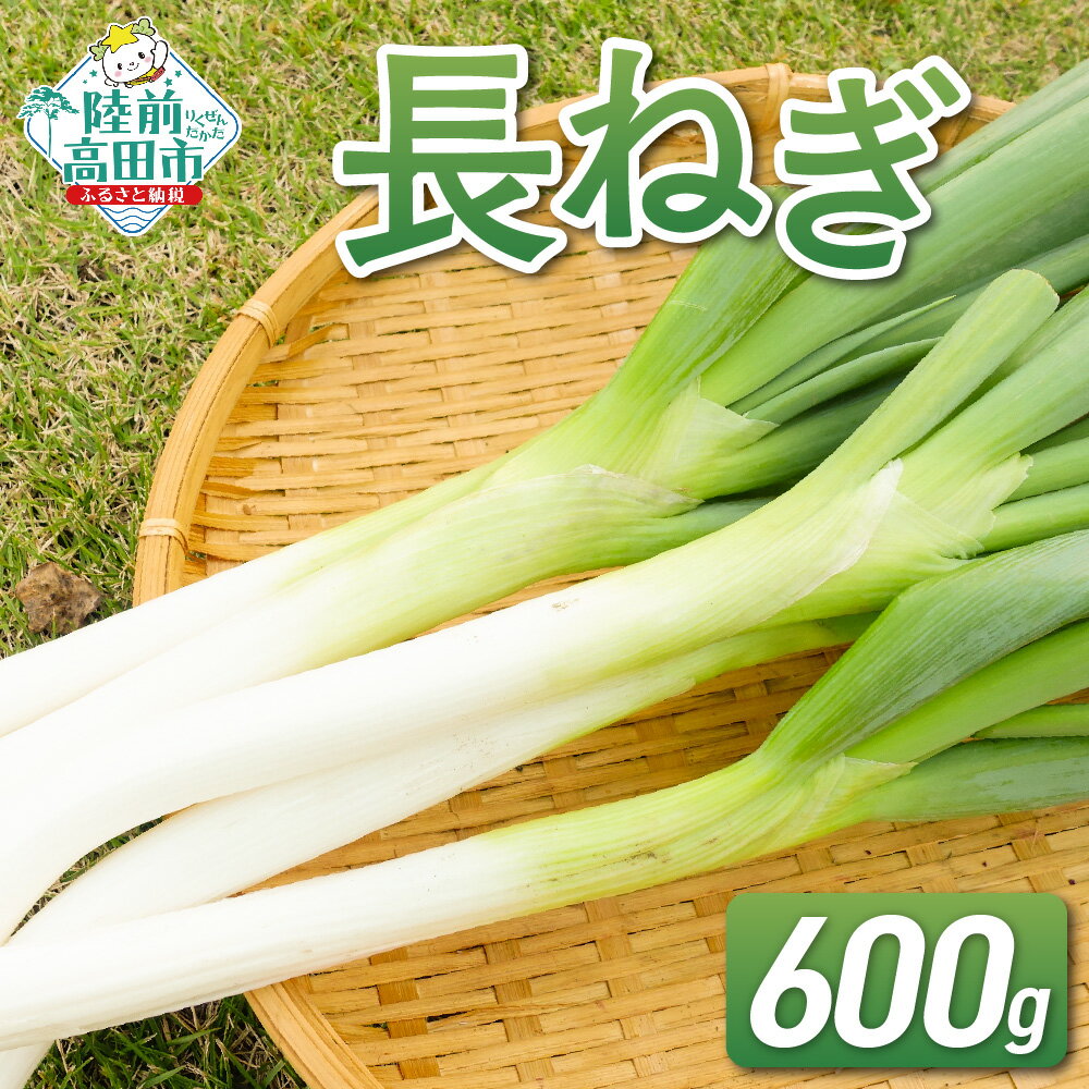【ふるさと納税】先行予約 長ねぎ 600g 土を落として発送 すぐに使える [ ねぎ ネギ 葱 長ネギ 白ねぎ 白ネギ 冬ねぎ 冬ネギ 根深ねぎ 野菜 旬 料理 調理 薬味 おためし 人気 おすすめ 野菜ソムリエ 産地直送 国産 岩手県 陸前高田市 Farm Koganeyama ]