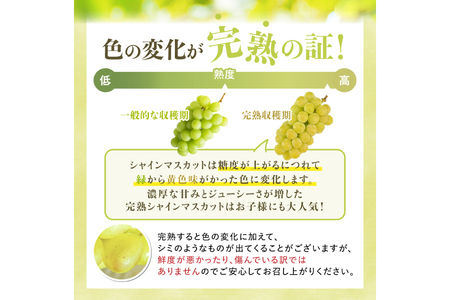 【期間限定発送】 シャインマスカット Aランク 6～9房 4.8kg [田制農園 山形県 高畠町 tk06ayt230004]