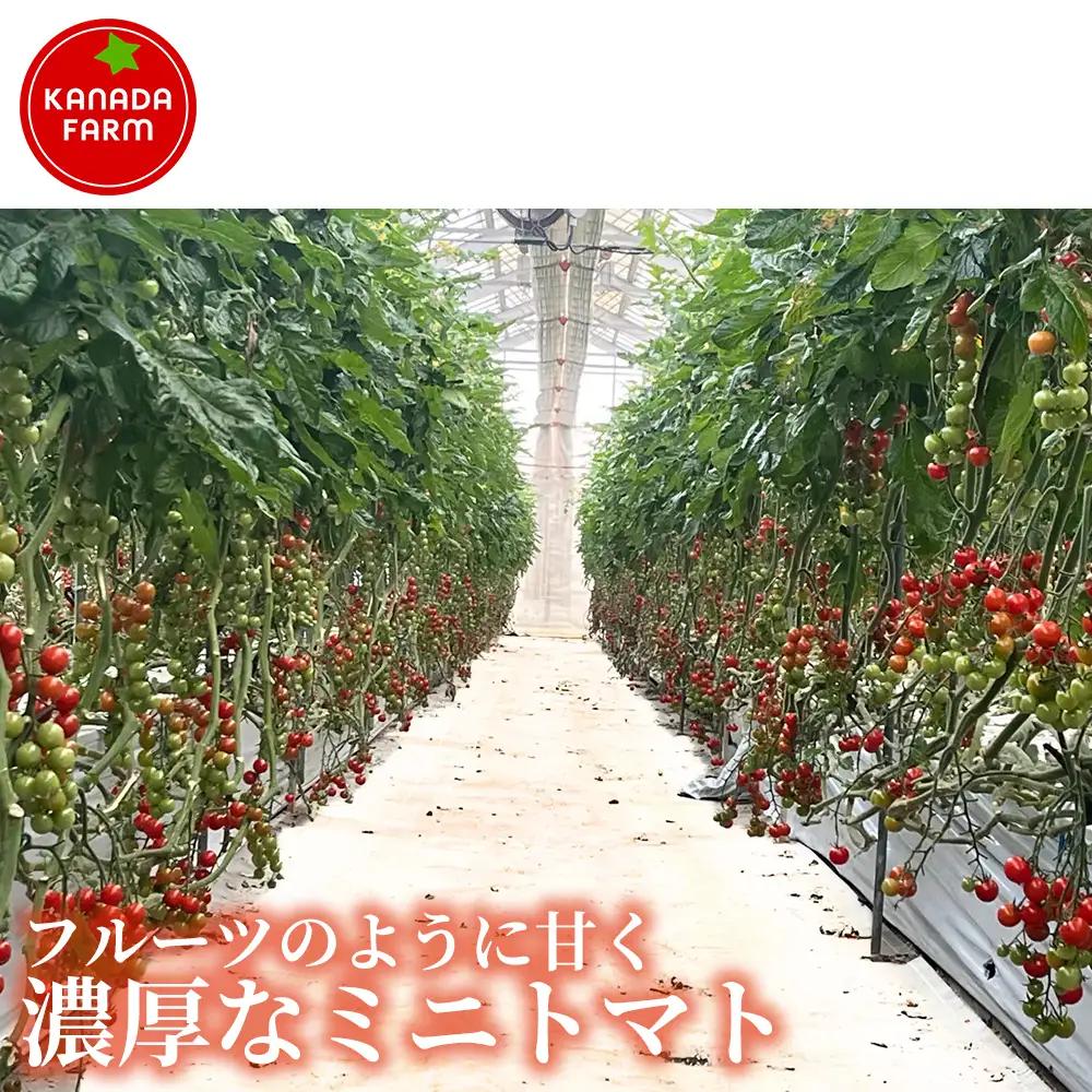《先行予約》【定期便2ヶ月】（むすび）フルーツミニトマト（TTM180）1kg 定期便 甘い野菜 デザート感覚 おやつ スイーツ感覚 サラダ用 そのまま食べる 旬 家庭用 贈り物 すっきり爽やかな甘み