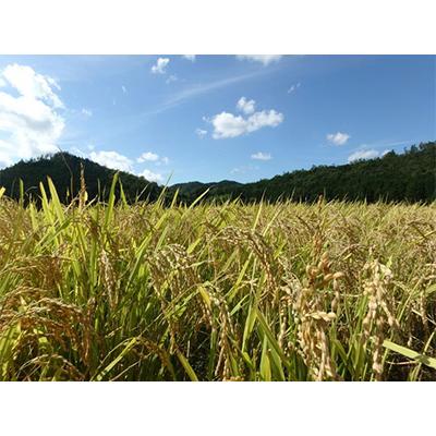 ふるさと納税 亀岡市 【令和7年産】新米 先行予約 京都・神前米 キヌヒカリ 10kg※2025年9月下旬以降順次発送 |  | 02