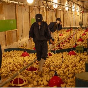 高校生が愛情を注いで育てた「但農どり」ささみ肉 1kg【配送不可地域：離島】【1621655】