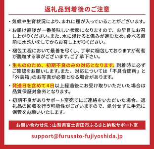 【2025年先行予約】【2回定期便】厳選 旬のフルーツ定期便（桃3玉・黒ぶどう1房）　もも 黑ブドウ ぶどう 果物 おひとりさま 贅沢 ミニマム 定期便2回 山梨 富士吉田