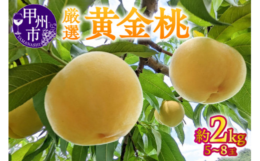 【宿沢フルーツ農園】厳選 黄金桃 約2kg（5～8玉）【2026年発送】（SF）B-193 【黄金 桃 もも モモ 令和8年発送 期間限定 山梨県産 甲州市 フルーツ 果物】