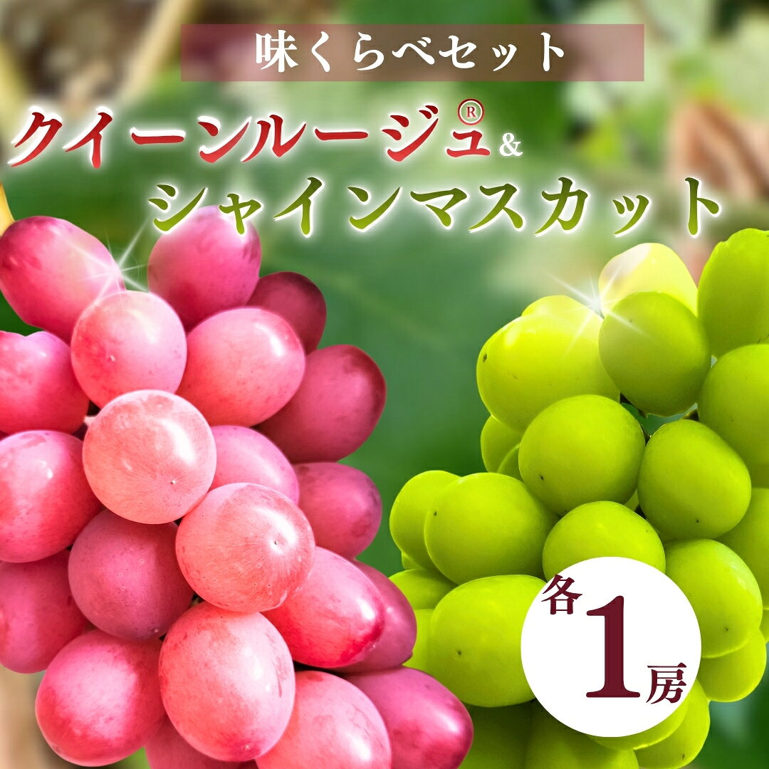【ふるさと納税】クイーンルージュ® × シャインマスカット 味くらべ各1房セット 【半蔵農園】 | クイーンルージュ® シャインマスカット葡萄 グレープ 信州ぶどう 種無し 皮ごと食べれる 白ぶどう 赤ぶどう 信州 長野 千曲市