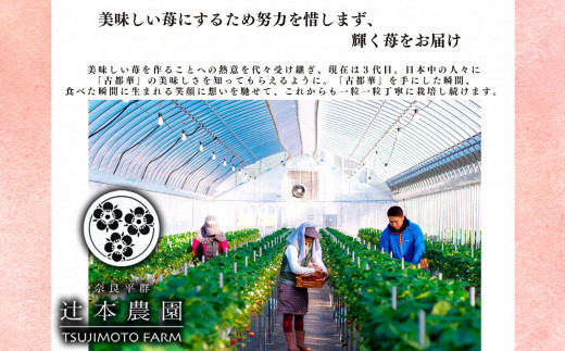 【定期便2回】平群の古都華 2L～3Lサイズ （2パック 1ケース） 計2パック | 先行予約 1月 2月 お届け いちご 苺 古都華 フルーツ 果物 くだもの ブランド 苺  甘い 大人気 旬 送料