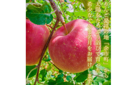 【先行受付：2025年11月上旬以降発送】余市産 ぐんま名月 松村農園産のりんご 5kg_Y067-0198