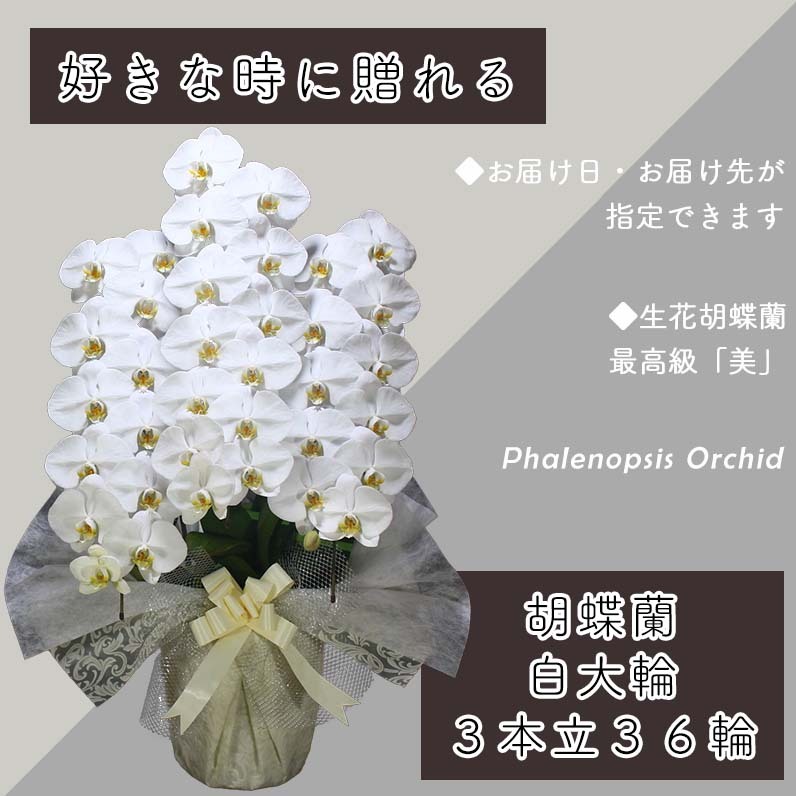 3本立て 胡蝶蘭 36輪～39輪 白色【木製大型木札 または メッセージカード 付き ラッピング お祝い ギフト 贈答 贈り物 プレゼント 生花 花 農福連携】 099H381