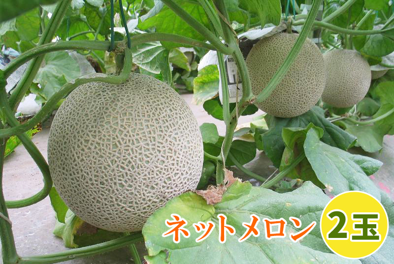 
            印西の特産品 ネットメロン 2玉｜メロン フルーツ 果物 ギフト 旬 [0501]
          