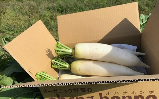 葉は切り落とした状態でお届けします