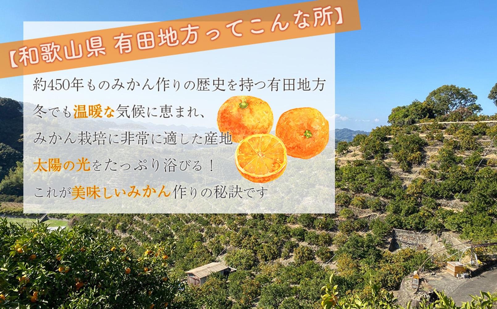 有田みかん 家庭用  3kg　濃厚完熟　お試し 味重視 (和歌山県産)