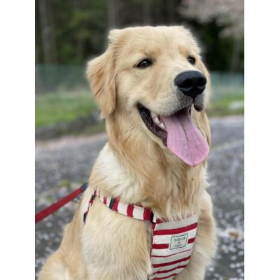 ふるさと納税 桜川市 貴方のペットがカメオになる!『わんにゃんペットカメオ』ペンダント30mm×24mm |  | 02