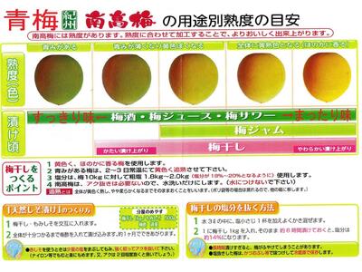 【梅干・梅酒用】大玉4Lサイズ2Kg 熟南高 生梅 赤秀品＜2025年6月上旬～7月7日発送予定＞