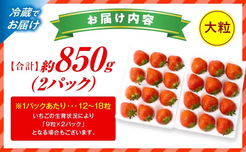 【先行予約】苺音ラグジュアリー～冬の大粒さぬきひめいちご～　約850g | スイーツ いちご イチゴ ストロベリー さぬきひめ さぬき姫 苺 冷蔵 フルーツ 旬 果物 香川県 デザート 青果物 おすす