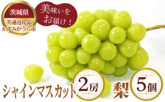 
            No.308 【先行予約】シャインマスカット2房と梨5個【茨城県共通返礼品 かすみがうら市】 ／ 旬 新鮮 葡萄 ブドウ なし ナシ 果物 フルーツ 茨城県 特産品
          
