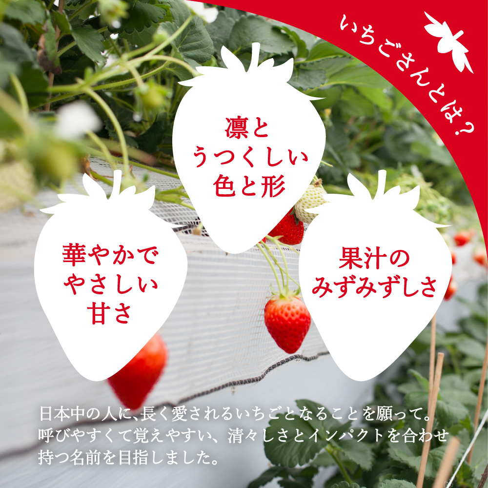 【先行予約】伊万里産 特選「いちごさん」 450g 以上× 2パック ～鶴田農園～ 046-B833_イメージ3